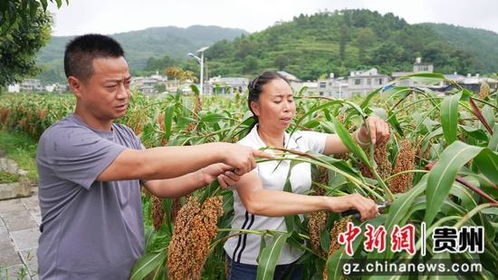 夏坝镇农技人员深入农户，指导高粱种植