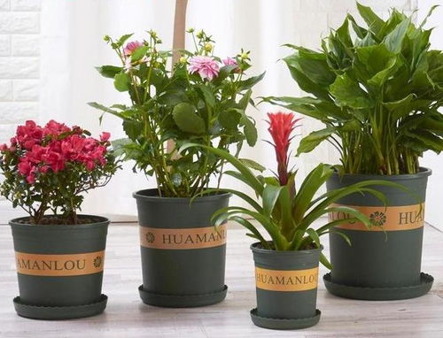 八角花盆里的秘密花园：我的三年种植奇遇