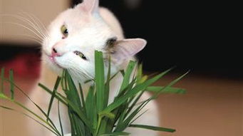 哪些植物对猫咪无害？这些绿植让猫猫更安全吗