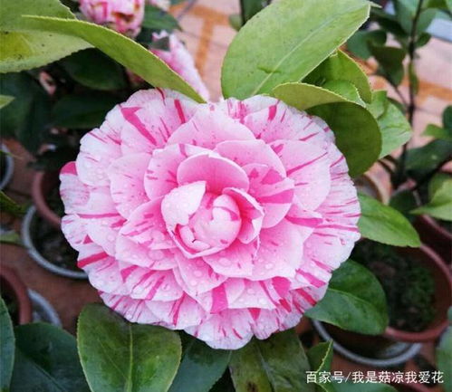 茶花苗长得太高？如何巧妙修剪