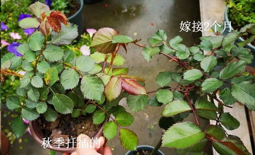 月季种植的注意事项