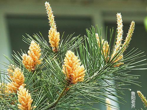 视频讲解， 各说各话