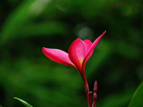 依然绽放的花卉