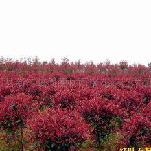 花卉市场的发展前景