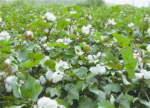 保定地区经济作物， 种类丰富