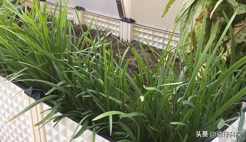 适合种植的蔬菜种类