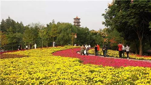 俺们小区绿化带种花儿的小心思