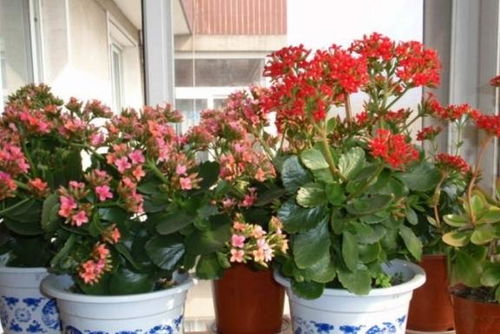 长寿花：遮阴降温