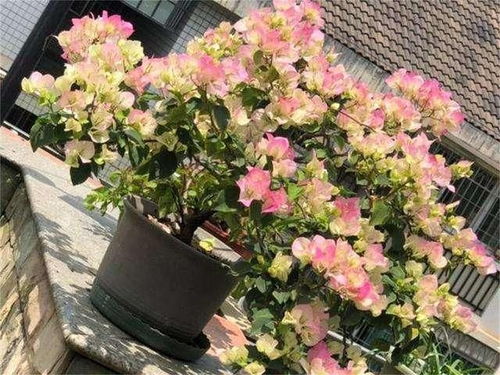 江西蜡、五色梅、三角梅的花期探秘