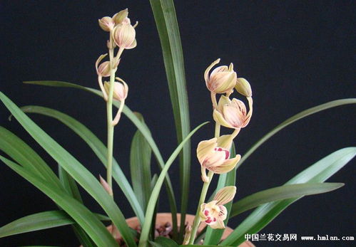 建兰中哪个品种香味最浓郁，最值得入手种植呢