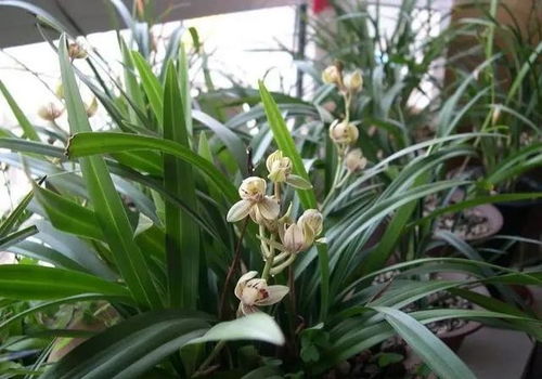 新手养护的兰花品种