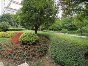 常见绿化树种大盘点