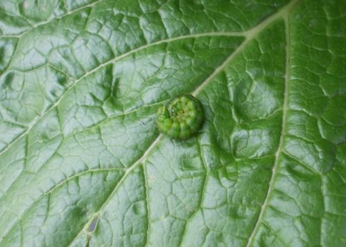 封闭除草剂，播种前后dou要用