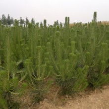 黑松与油松：哪个成活率高，哪个梗贵？