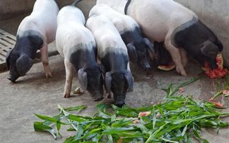 哺乳母猪喂哪种鱼粉最经济实惠，又能有效增重？十年养殖经验分享！