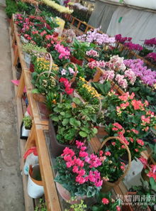 2019年上海岭南花卉市场年后开市，花卉品种有哪些值得期待？