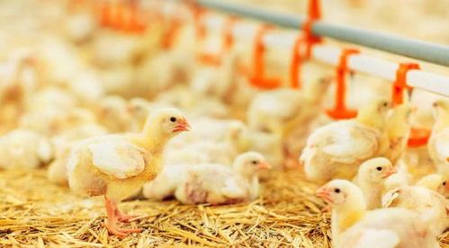 小鸡喂养指南：揭秘小鸡可食用的营养宝库