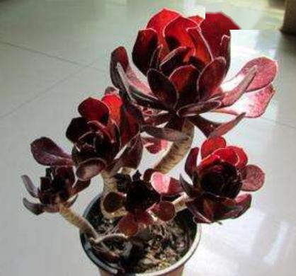 法师浇水有哪些方法？