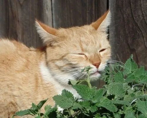 猫薄荷与薄荷有何不同？揭秘植物界的“猫界香草”之谜