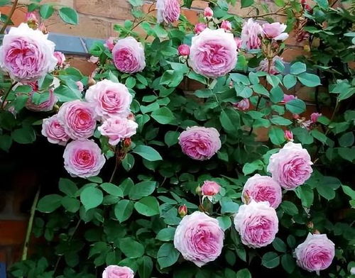 詹姆斯高威藤本月季：高大威猛， 藤本中的战斗机