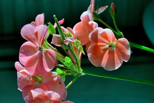 天竺葵：温暖的红颜