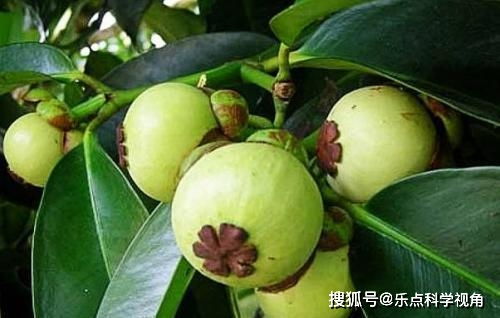 山竹生长在热带雨林？它的生长环境究竟有何特别之处