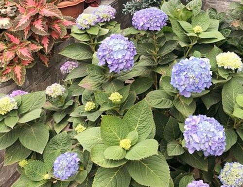 绣球花摘心技巧，打造爆品花卉新宠