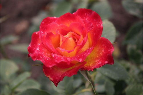 养护小技巧， 让你的花瓶永不空