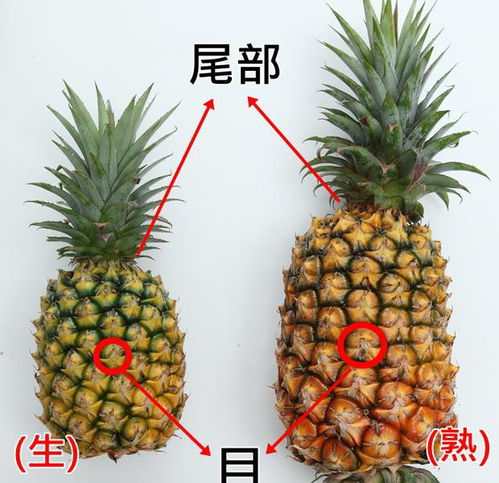 菠萝与凤梨，口感差异大吗