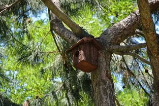 种植目的的选择