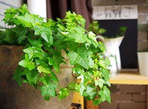 苦苣菜非常绿，爆款花卉新宠