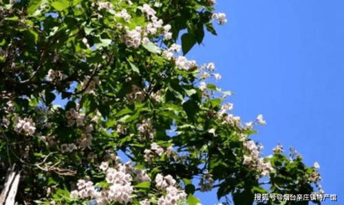 北方乔木的秘密探索