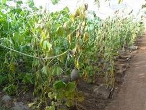 常见病害， 一一击破