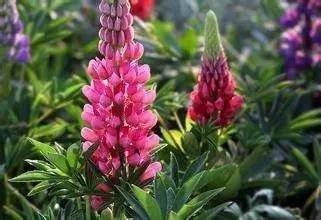 送母亲的花有哪些？康乃馨最适合表达爱意