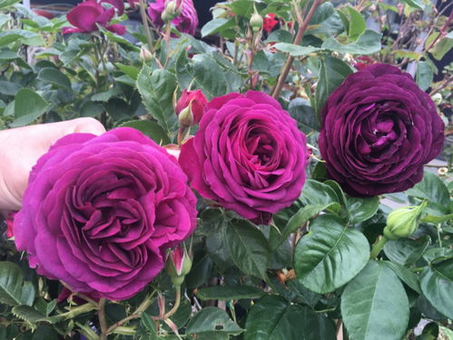 花瓣如此鲜艳的秘密