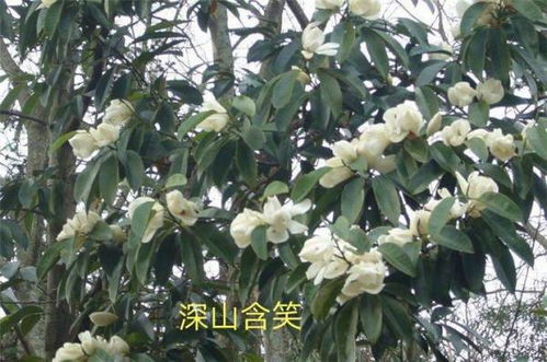植物分类全解析：新手如何避坑