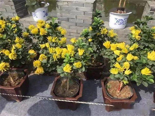 十大镇宅辟邪植物揭秘，你家养对了吗