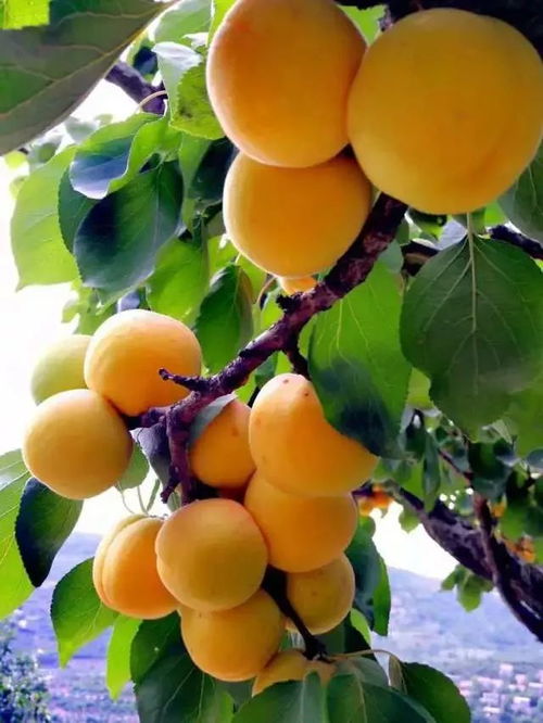 白杏育苗的时机，你掌握了吗？