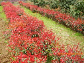 红叶石楠搭配记