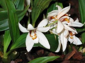 贝母兰图片赏析