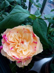 伊吕波月季：优雅的舞者