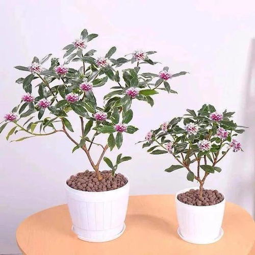 瑞香养殖，打造四季飘香的美丽花园