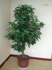 平安树开花，双生之谜