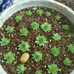 洗洗刷刷， 种种花花菜菜