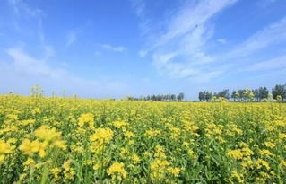 石棉的油菜花，三角梅的夏天