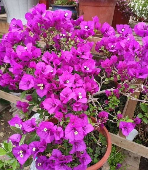 在家轻松养植盆栽玫瑰，掌握技巧