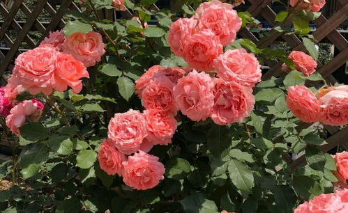 花盆不透气——选择正确的容器