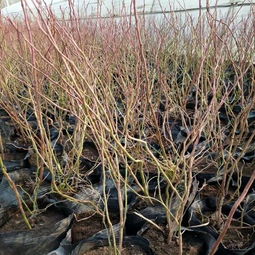 百色茶油苗批发基地：专业种植，品质保证！