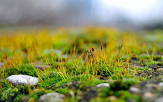 水生花卉：水中花的世界