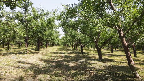 凌霄、 雪松：耐旱又耐寒